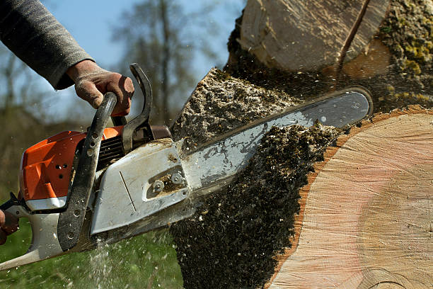 Best Tree Trimming and Pruning  in North Terre Haute, IN